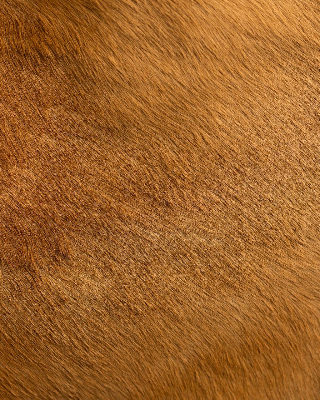 ROGUE — Brown Cowhide Fringe Bag